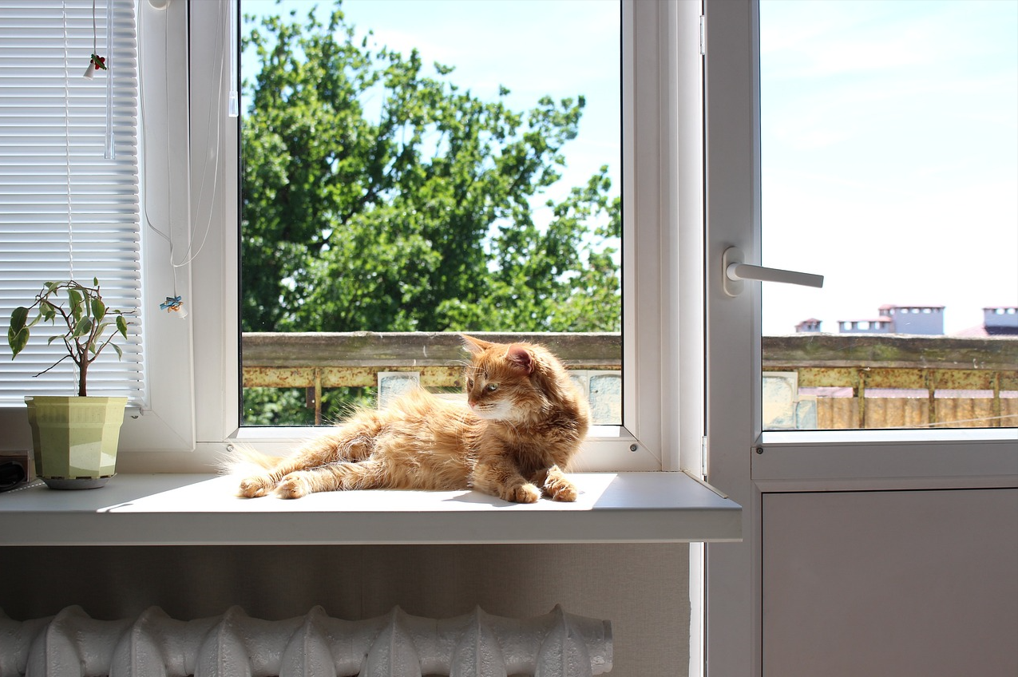 Cat in window II.PNG